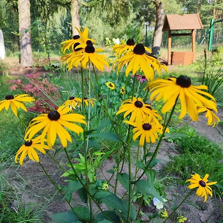 Fajno * Konarzyny (Koscierzyna)