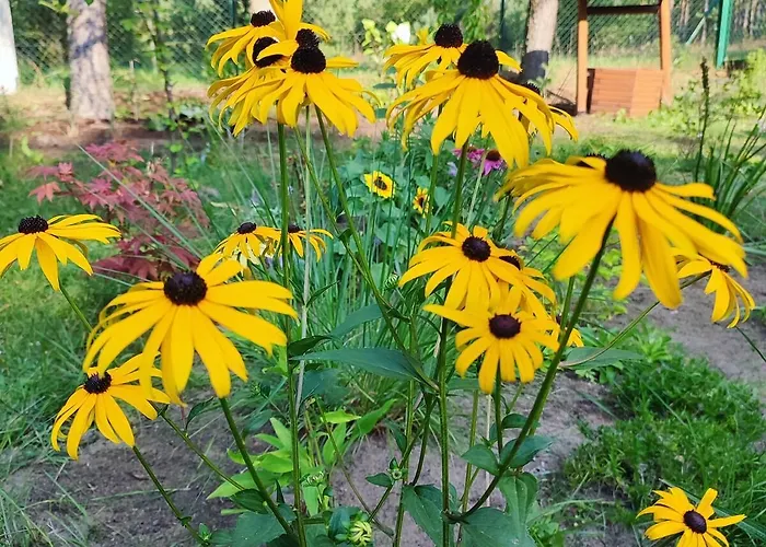 Fajno * Konarzyny (Koscierzyna)