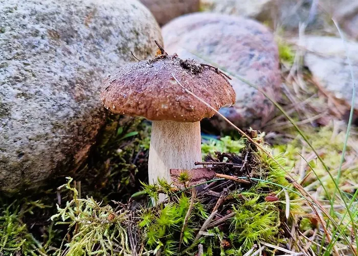 Fajno Chałupa Dom wakacyjny Konarzyny (Koscierzyna)